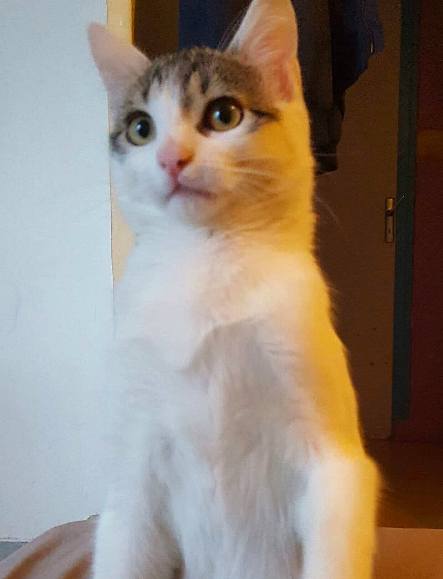 Carlito participe au concours pour gagner de l'argent avec cette photo : aegean_cat, american_wirehair, asian, carnivore, cat, domestic_long_haired_cat, eye, felidae, fur, japanese_bobtail, kitten, mammal, polydactyl_cat, ragamuffin, small_to_medium_sized_cats, tail, turkish_angora, turkish_van, vertebrate, whiskers