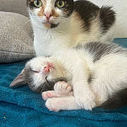 Skinny participe au concours pour gagner de l'argent avec cette photo : cat, cats, kitten, calico, sleeping, awake, sitting, lying_down, pet, animal, feline, green_eyes, pink_nose, fur, paws, whiskers, blanket, couch, indoors, portrait