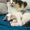 cat, cats, kitten, calico, sleeping, awake, sitting, lying_down, pet, animal, feline, green_eyes, pink_nose, fur, paws, whiskers, blanket, couch, indoors, portrait