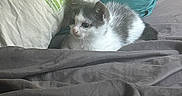 Skinny participe au concours pour gagner de l'argent avec cette photo : kitten, cat, black_and_white, fur, whiskers, ears, eyes, animal, pet, bed, blanket, bedding, pillow, bedroom, indoor, cozy, cuddly, resting, portrait, cute