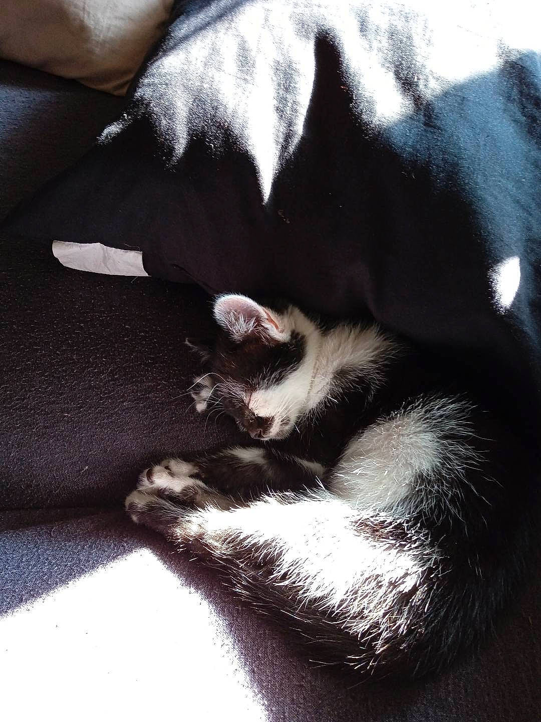 Sorcière a rejoint le concours — aidez-le/la à gagner de superbes lots ! carnivore, claw, comfort, companion_dog, dog_breed, domestic_short_haired_cat, felidae, foot, fur, gesture, grey, human_leg, linens, mammal, monochrome_photography, nail, paw, small_to_medium_sized_cats, tail, whiskers