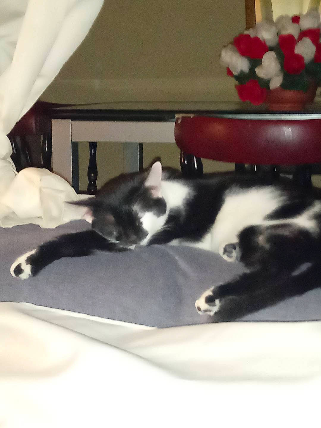 Sorcière participe au concours pour gagner de l'argent avec cette photo : carnivore, cat, cat_supply, chair, comfort, companion_dog, domestic_short_haired_cat, felidae, flooring, flower, fur, linens, living_room, paw, room, small_to_medium_sized_cats, table, tableware, tail, whiskers