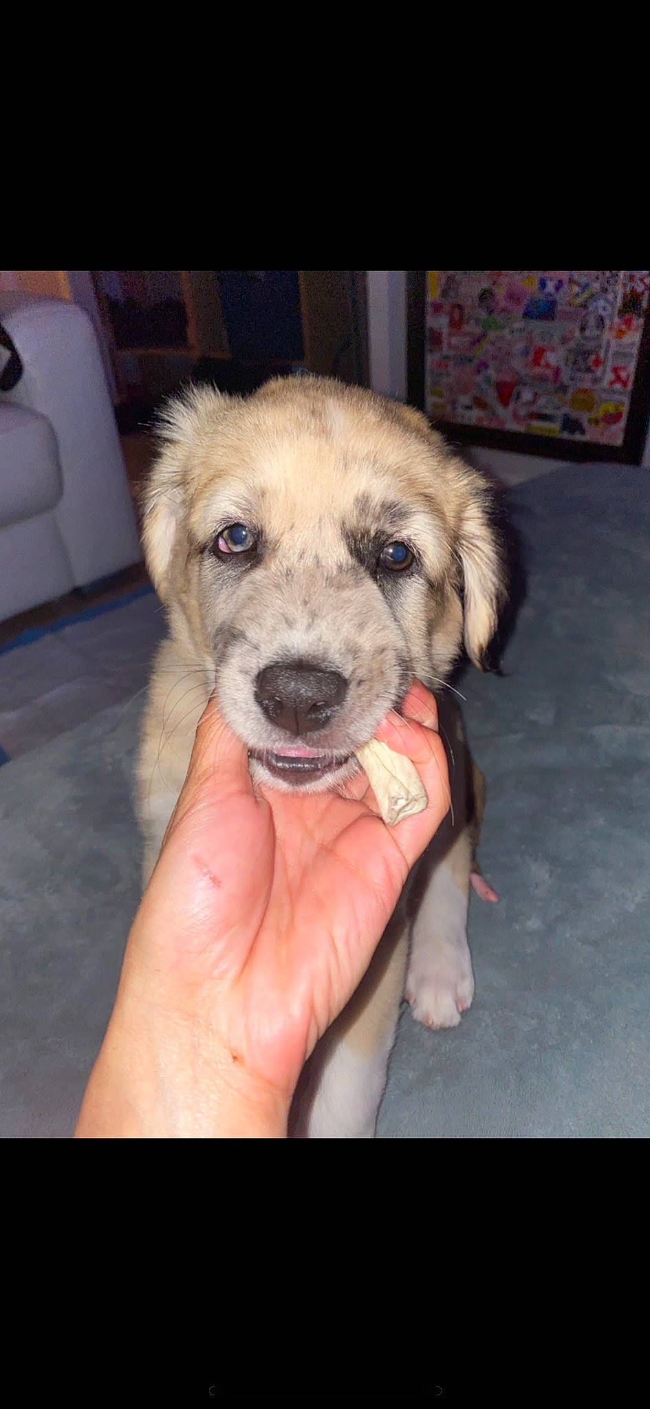 Porsche joined the competition — help win amazing prizes! canidae, carnivore, companion_dog, dog, dog_breed, fawn, fur, hand, nail, paw, puppy, snout, sporting_group, thumb, working_animal, wrinkle