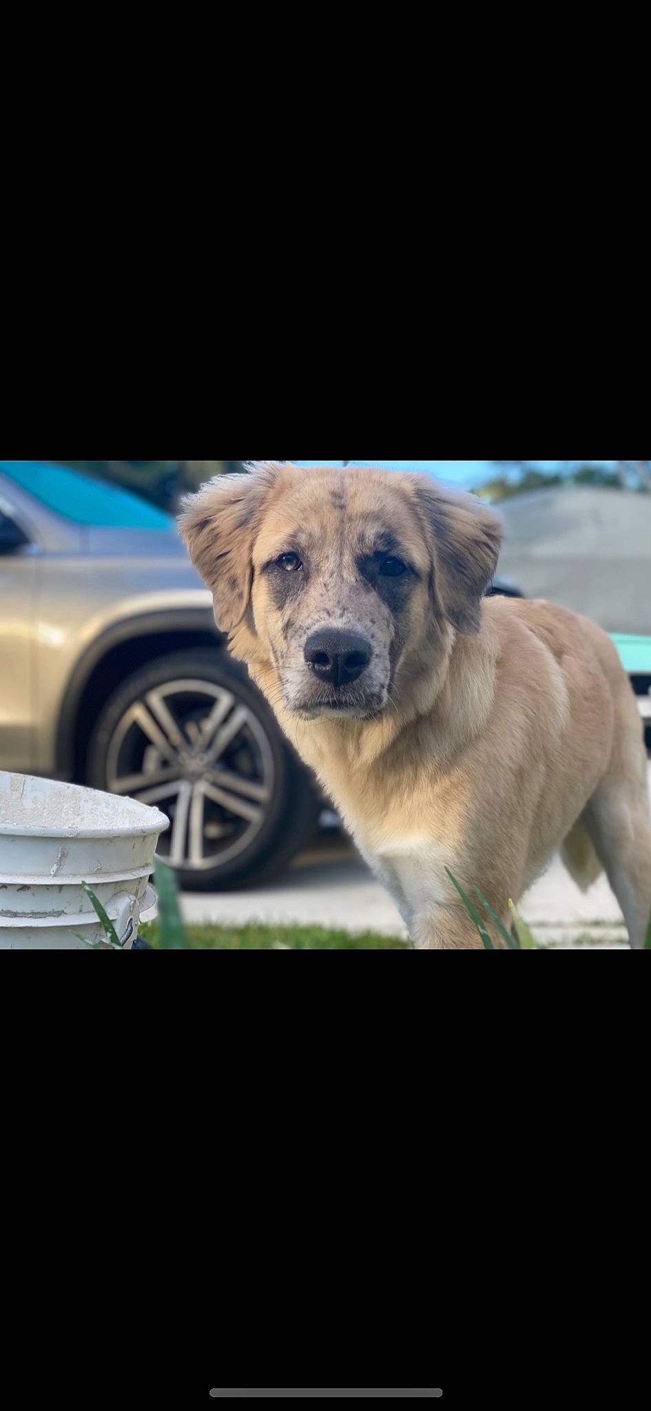 Porsche joined the competition — help win amazing prizes! automotive_lighting, automotive_tire, car, carnivore, companion_dog, dog, dog_breed, eye, fender, grass, hood, plant, sky, terrestrial_animal, tire, vehicle, vehicle_door, wheel, whiskers, window