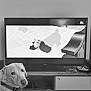dog, television, animation, cartoon, living_room, wooden_furniture, video_game_controller, remote_control, pet, screen, indoor, cable, table, shelf, electronics, collar, canine, entertainment, home, monitor