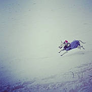 Vénus a rejoint le concours — aidez-le/la à gagner de superbes lots ! dog, snow, winter, running, outdoor, animal, pet, playful, white, cold, fur, leaping, joyful, clothing, active, daytime, nature, landscape, canine, fun