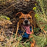Milo joined the competition — help win amazing prizes! dog, animal, outdoor, nature, plants, greenery, yellow_flowers, dry_twigs, happy, tongue_out, canine, pet, fur, leaves, sunlight, harness, smiling, closeup, resting, warm_colors