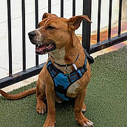 Milo is registered to the contest to win money with this photo: dog, brown_dog, harness, blue_harness, sitting, grass, artificial_grass, metal_fence, outdoor, pet, canine, happy, tongue_out, ears_up, collar, leash_attachment, side_view, daylight, rust, concrete