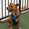 dog, brown_dog, harness, blue_harness, sitting, grass, artificial_grass, metal_fence, outdoor, pet, canine, happy, tongue_out, ears_up, collar, leash_attachment, side_view, daylight, rust, concrete