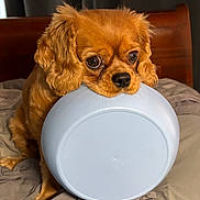 Ginger joined the competition — help win amazing prizes! dog, small_dog, brown_dog, pet, bed, bowl, indoor, wooden_headboard, fur, cute, animal, waiting, expression, ears, eyes, mouth, nose, cozy, bedroom, resting