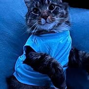 Cooper joined the competition — help win amazing prizes! cat, blue_shirt, feline, whiskers, cushion, fur, pet, animal, indoor, relaxed, closeup, cute, tabby, soft, portrait, mammal, looking, resting, cozy, domestic