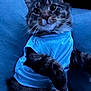 cat, blue_shirt, feline, whiskers, cushion, fur, pet, animal, indoor, relaxed, closeup, cute, tabby, soft, portrait, mammal, looking, resting, cozy, domestic