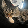 Cooper is registered to the contest to win money with this photo: cat, tabby, sleeping, paw, feline, pet, fur, whiskers, closeup, cozy, indoor, blanket, resting, cute, animal, nap, soft, face, relaxation, domestic