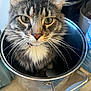 Cooper joined the competition — help win amazing prizes! cat, tabby_cat, bucket, whiskers, green_eyes, indoor, metal, floor, curious, pet, feline, animal, closeup, container, domestic, fur, ears, snug, looking_up, household