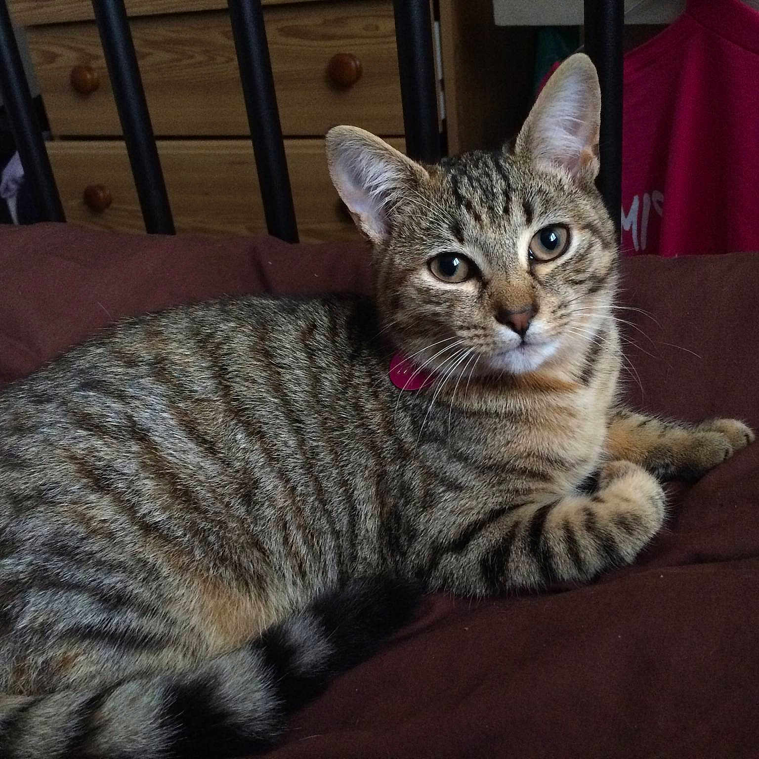 Tiger-lily joined the competition — help win amazing prizes!