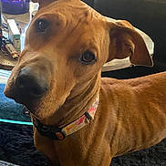 Luna joined the competition — help win amazing prizes! dog, pet, indoor, collar, curious, brown_fur, table, glass_table, couch, furniture, head_tilt, closeup, canine, domestic_animal, living_room, household_items, curious_expression, short_fur, ear, snout