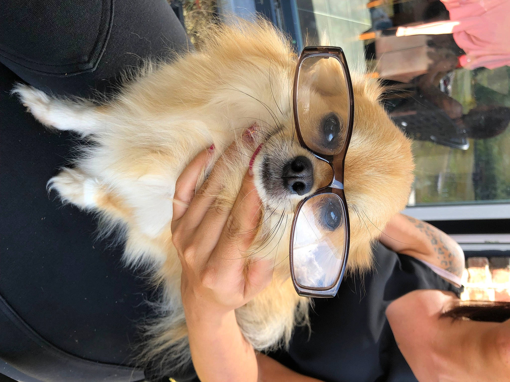 Bao a rejoint le concours — aidez-le/la à gagner de superbes lots ! audio_equipment, carnivore, companion_dog, dog, dog_breed, eyewear, fawn, finger, fur, gesture, human_leg, mammal, nail, sporting_group, sunglasses, thumb, toy_dog, vertebrate, vision_care, working_animal