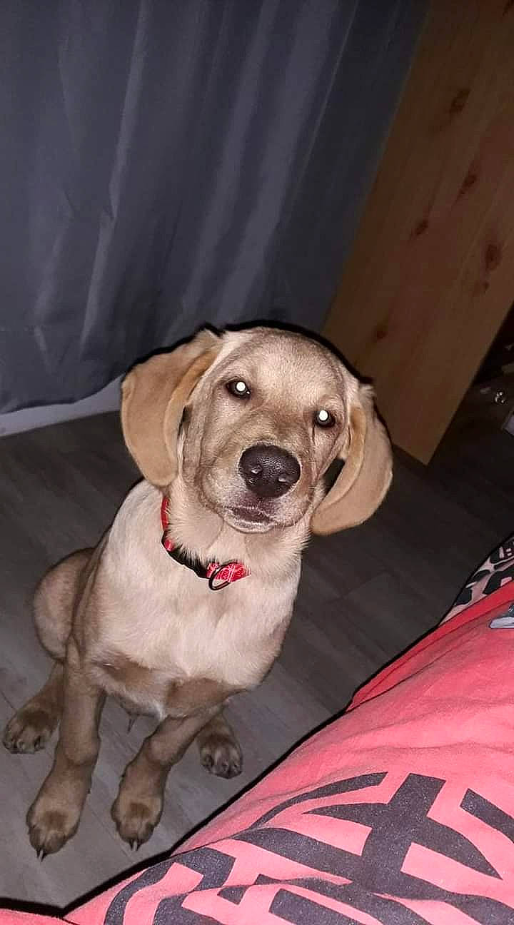 Ben a rejoint le concours — aidez-le/la à gagner de superbes lots ! canidae, carnivore, collar, companion_dog, dog, dog_breed, dog_collar, dog_supply, event, fashion_accessory, fawn, fur, leash, pet_supply, puppy, sitting, snout, sporting_group, whiskers, working_animal