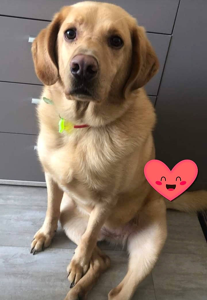 Ben participe au concours pour gagner de l'argent avec cette photo : carnivore, companion_dog, dog, dog_breed, dog_collar, dog_supply, fawn, flooring, fur, gun_dog, liver, paw, pet_supply, snout, sporting_group, tail, terrestrial_animal, whiskers, wood, working_animal