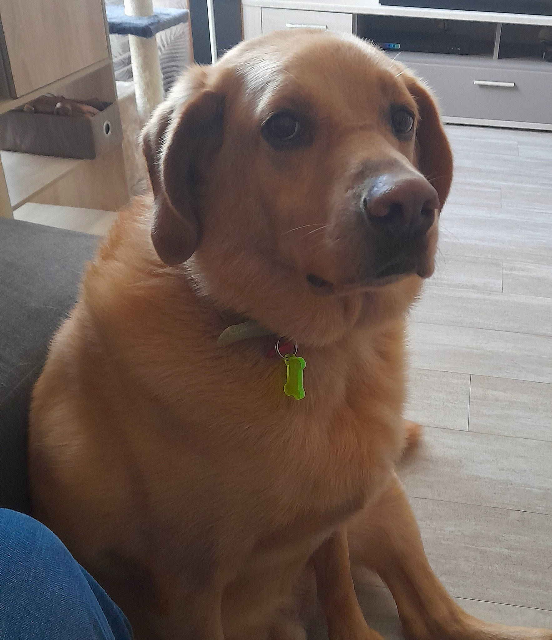 Ben a rejoint le concours — aidez-le/la à gagner de superbes lots ! canidae, carnivore, collar, companion_dog, computer_keyboard, dog, dog_breed, dog_collar, ear, eye, fawn, head, input_device, liver, retriever, snout, sporting_group, whiskers, wood, working_animal