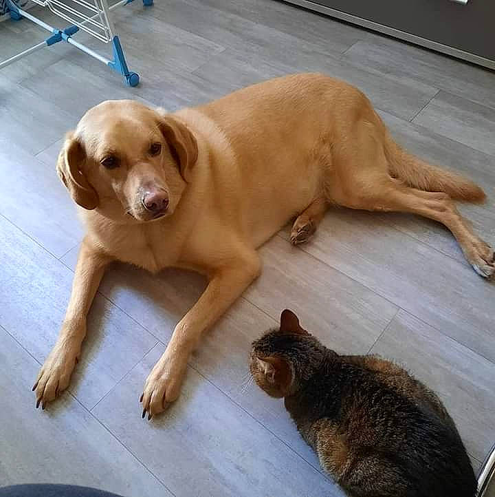 Ben participe au concours pour gagner de l'argent avec cette photo : ball, carnivore, cat, comfort, companion_dog, dog, dog_breed, domestic_short_haired_cat, fawn, floor, flooring, fur, hardwood, liver, paw, snout, tail, terrestrial_animal, wood, working_animal