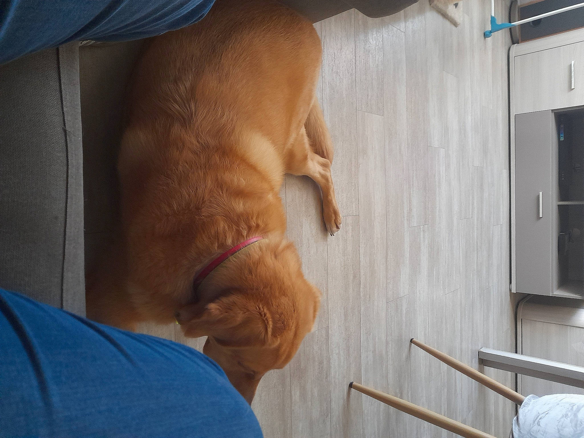 Ben participe au concours pour gagner de l'argent avec cette photo : abdomen, carnivore, comfort, companion_dog, dog, dog_breed, ear, elbow, fawn, finger, floor, flooring, gesture, hardwood, knee, leg, snout, whiskers, wood, working_animal