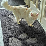 Tyrion participe au concours pour gagner de l'argent avec cette photo : cat, indoor, rug, paw_print, cream_colored, fluffy, curious, door, natural_light, floor, marble_floor, pet, animal, feline, home, quiet, soft_light, tail, walking, looking_down