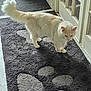 cat, indoor, rug, paw_print, cream_colored, fluffy, curious, door, natural_light, floor, marble_floor, pet, animal, feline, home, quiet, soft_light, tail, walking, looking_down