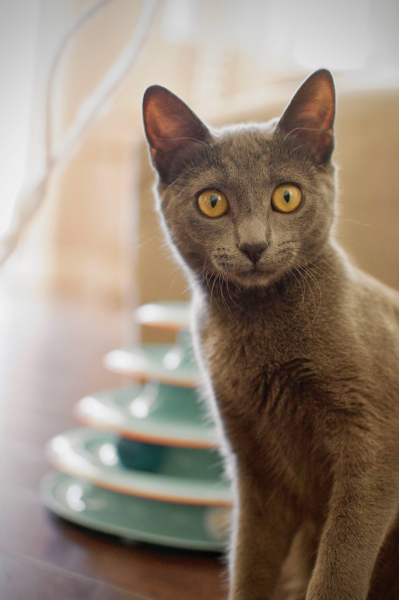 Panther is registered to the contest to win money with this photo: carnivore, cat, cat_supply, dishware, domestic_short_haired_cat, felidae, fur, grey, kitchen_utensil, plate, russian_blue, serveware, small_to_medium_sized_cats, snout, tableware, terrestrial_animal, whiskers