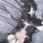 Kaÿso participe au concours pour gagner de l'argent avec cette photo : kitten, sleeping, cat, black_and_white, pink_paw_pads, fluffy, cozy, blanket, soft, cute, pet, animal, furry, resting, domestic_cat, paw, fur, whiskers, relaxed, adorable