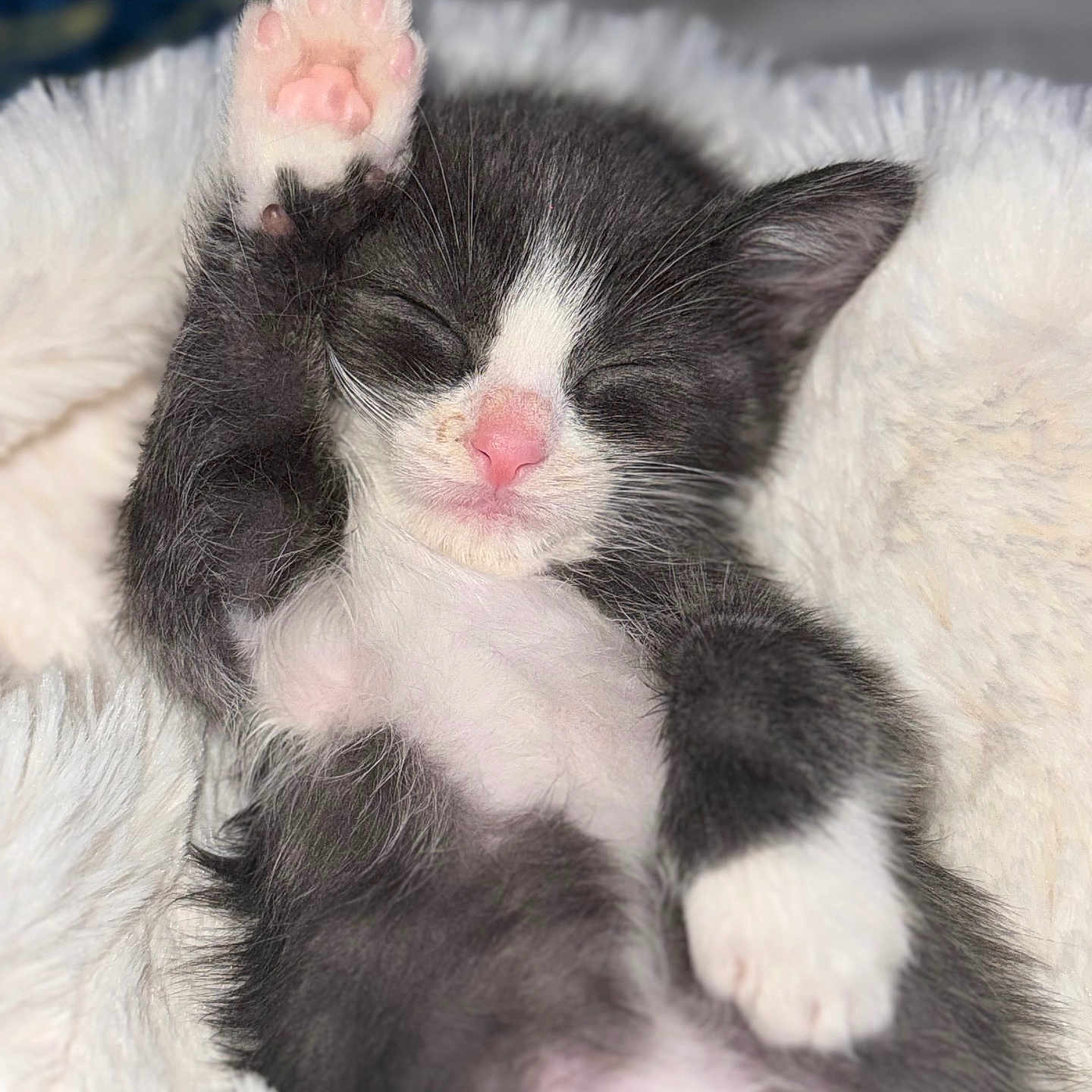 Kaÿso participe au concours pour gagner de l'argent avec cette photo : animal, blanket, cat, closeup, cozy, cute, feline, fluffy, gray, indoor, kitten, nose, paw, pet, relaxed, sleeping, soft, whiskers, white, young