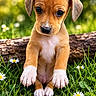 puppy, dog, animal, portrait, outdoor, grass, meadow, daisies, flowers, nature, sunlight, bokeh, brown_fur, white_paws, floppy_ears, sitting, close_up, cute, young_animal, greenery