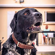Cognac a rejoint le concours — aidez-le/la à gagner de superbes lots ! dog, black_dog, white_fur, collar, pet, animal, outdoor, house, window, person, blurred_background, grass, sidewalk, portrait, mammal, domestic_animal, looking_up, open_mouth, daylight, fence