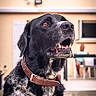 dog, black_dog, white_fur, collar, pet, animal, outdoor, house, window, person, blurred_background, grass, sidewalk, portrait, mammal, domestic_animal, looking_up, open_mouth, daylight, fence
