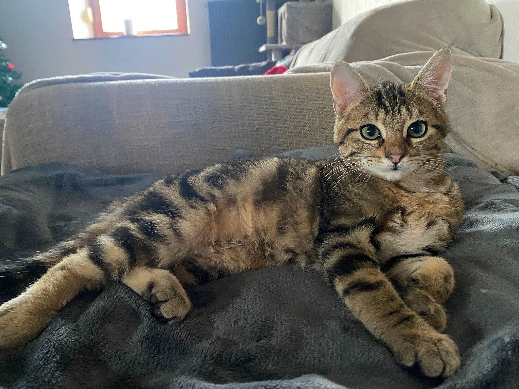 Billy participe au concours pour gagner de l'argent avec cette photo : carnivore, cat, comfort, couch, domestic_short_haired_cat, felidae, fur, lamp, living_room, paw, picture_frame, room, sitting, small_to_medium_sized_cats, snout, tail, terrestrial_animal, whiskers, window, window_blind