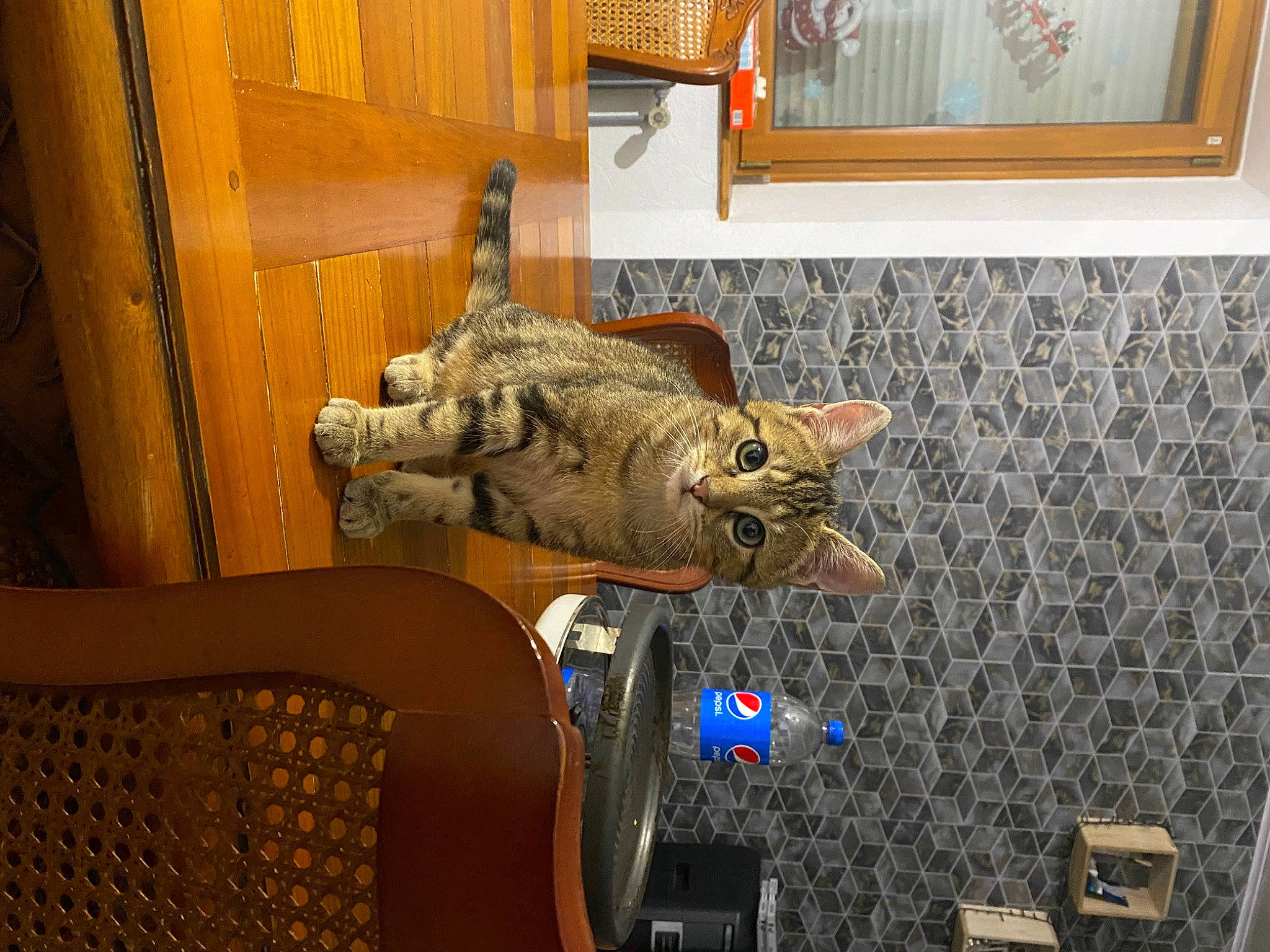 Billy participe au concours pour gagner de l'argent avec cette photo : art, artifact, carnivore, domestic_short_haired_cat, felidae, flooring, fur, interior_design, metal, mirror, pattern, picture_frame, room, sculpture, small_to_medium_sized_cats, statue, terrestrial_animal, visual_arts, whiskers, wood