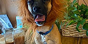 Axl joined the competition — help win amazing prizes! dog, costume, lion_mane, pet, indoor, table, plant, wooden_table, brown_fur, collar, tongue, mouth_open, yawning, candles, picture_frame, home, decor, sitting, cute, animal