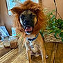 dog, costume, lion_mane, pet, indoor, table, plant, wooden_table, brown_fur, collar, tongue, mouth_open, yawning, candles, picture_frame, home, decor, sitting, cute, animal