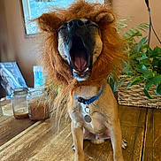 Axl joined the competition — help win amazing prizes! dog, costume, lion_mane, yawning, table, indoor, plant, candle, wooden_surface, pet, funny, brown_dog, collar, tag, decor, painting, fox_painting, furniture, animal, household