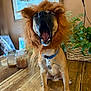 dog, costume, lion_mane, yawning, table, indoor, plant, candle, wooden_surface, pet, funny, brown_dog, collar, tag, decor, painting, fox_painting, furniture, animal, household