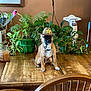 Axl is registered to the contest to win money with this photo: dog, hat, table, plants, wooden_table, indoor, green_plants, furniture, pet, brown_dog, small_dog, collar, decoration, houseplant, wooden_chair, brown_wall, candle, window_frame, home, cute_pet