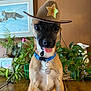 Axl is registered to the contest to win money with this photo: dog, puppy, cowboy_hat, tongue_out, blue_collar, indoor, plants, wooden_table, framed_picture, fox_painting, brown_fur, cute, pet, playful, sitting, animal, collar_tag, home, decor, close_up