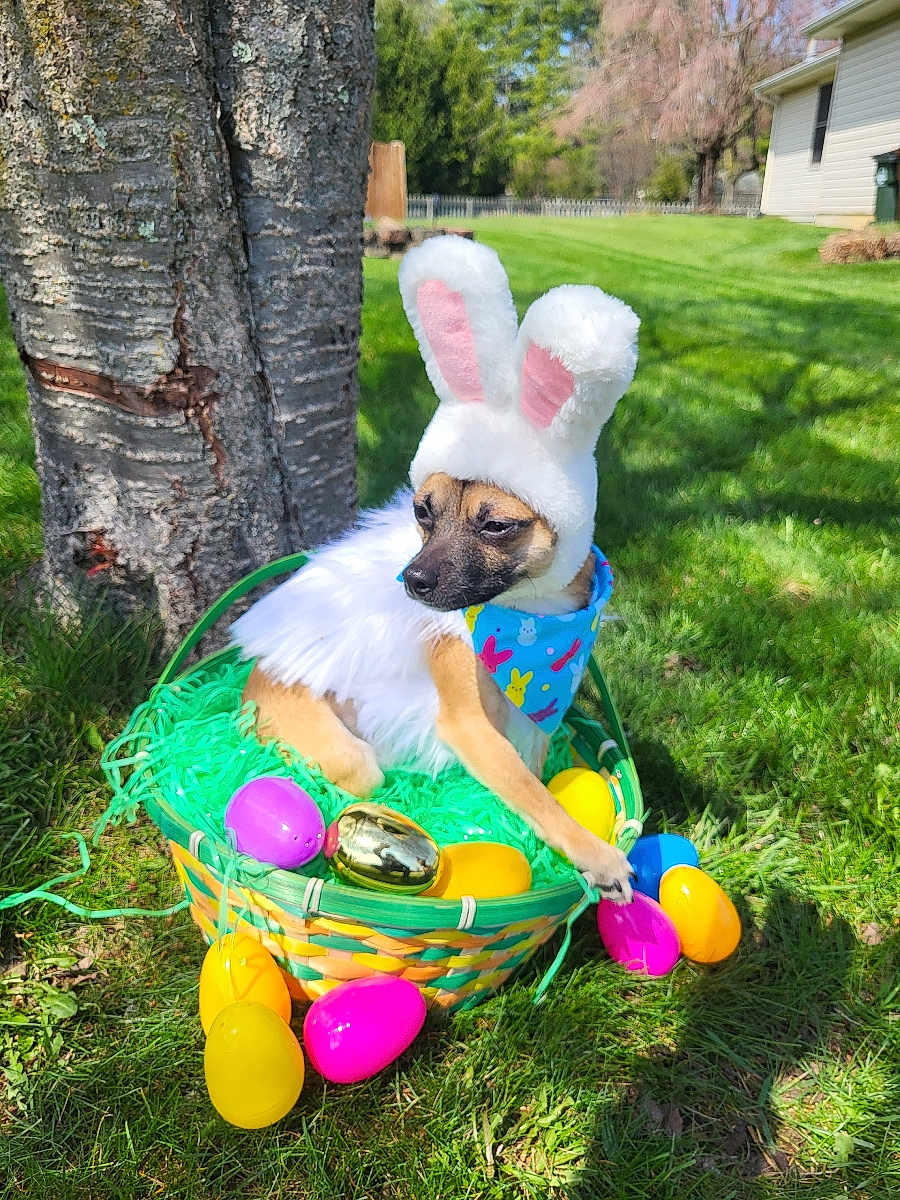 Axl is registered to the contest to win money with this photo: dog, costume, bunny_ears, easter_basket, plastic_eggs, grass, tree, outdoor, pet, spring, holiday, festive, animal, blue_bandana, green_grass, yellow_eggs, pink_eggs, gold_egg, sunlight, nature