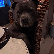 Urio participe au concours pour gagner de l'argent avec cette photo : animal, chair, closeup, dining_room, dog, gray_coat, home, indoor, looking_at_camera, low_light, pet, pit_bull, portrait, serious, short_hair, sitting, table, television, wood_floor, woven_furniture
