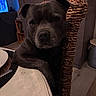 animal, chair, closeup, dining_room, dog, gray_coat, home, indoor, looking_at_camera, low_light, pet, pit_bull, portrait, serious, short_hair, sitting, table, television, wood_floor, woven_furniture