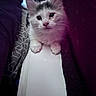 Starla is registered to the contest to win money with this photo: animal, blue_eyes, cat, close_up, cozy, curious, curtains, cute, ears, face, fluffy, gray_fur, indoor, kitten, paws, portrait, whiskers, white_fur, window, windowsill