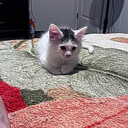 Starla joined the competition — help win amazing prizes! kitten, cat, black_and_white, fluffy, fur, animal, pet, sitting, blanket, textile, colorful, indoor, home, bedroom, portrait, closeup, ears, whiskers, pink_nose, microphone