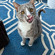 Prince joined the competition — help win amazing prizes! cat, grey_cat, white_cat, indoor, carpet, blue_rug, patterned_rug, pet, animal, feline, tongue_out, curious, playful, golden_eyes, close_up, cute, whiskers, sitting, looking_up, domestic_cat