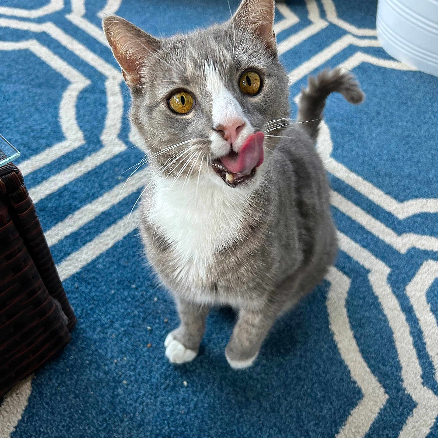 Prince joined the competition — help win amazing prizes! cat, grey_cat, white_cat, indoor, carpet, blue_rug, patterned_rug, pet, animal, feline, tongue_out, curious, playful, golden_eyes, close_up, cute, whiskers, sitting, looking_up, domestic_cat