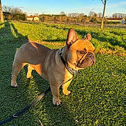 Volt participe au concours pour gagner de l'argent avec cette photo : alert, animal, brown, canine, collar, daytime, dog, field, french_bulldog, grass, leash, nature, outdoor, park, pet, shadow, sky, standing, sunlight, tree